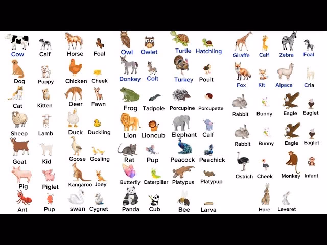¿Cómo se pronuncian los nombres de los animales en inglés?