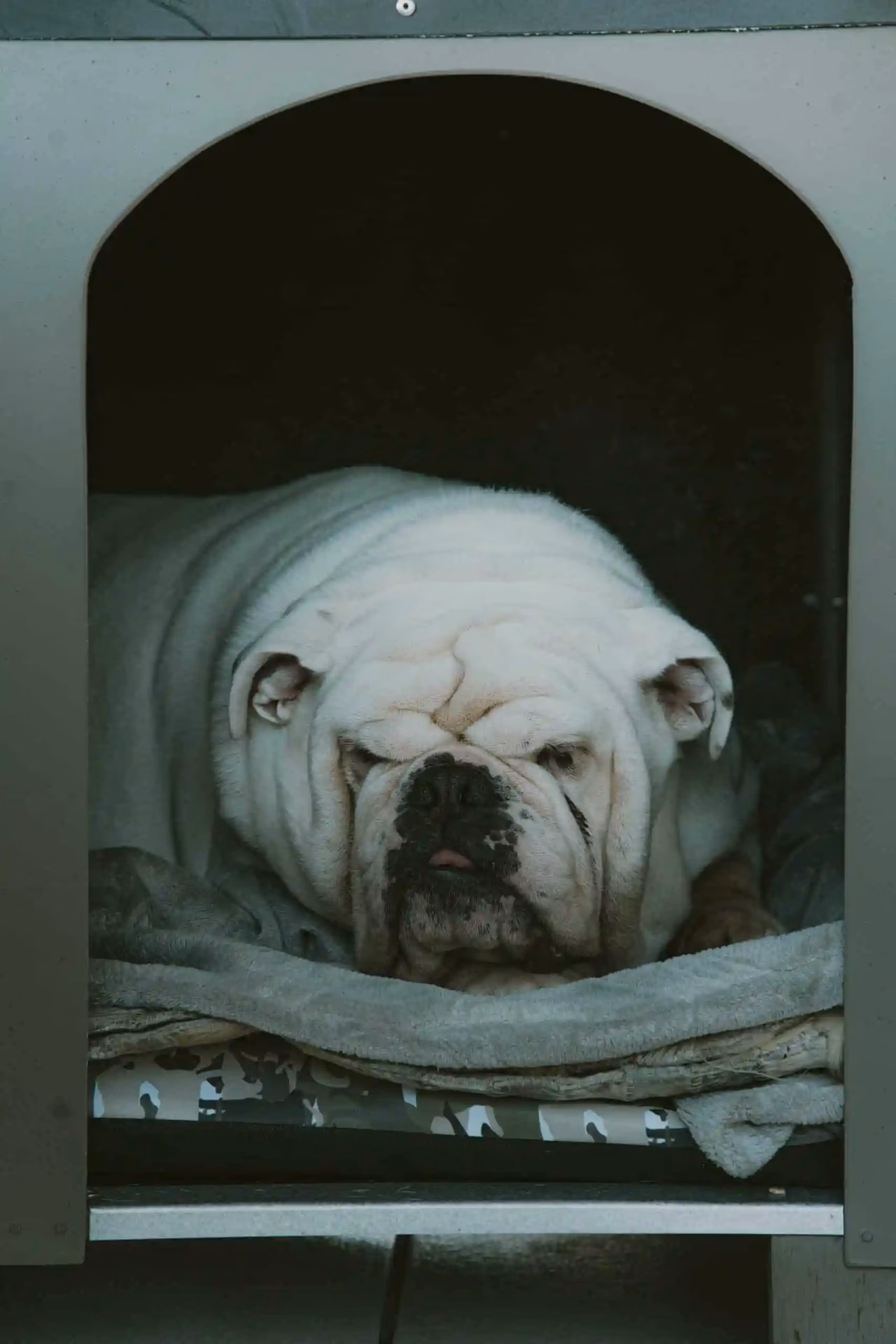 ¿Qué hacer para que mi bulldog no bote tanto pelo?