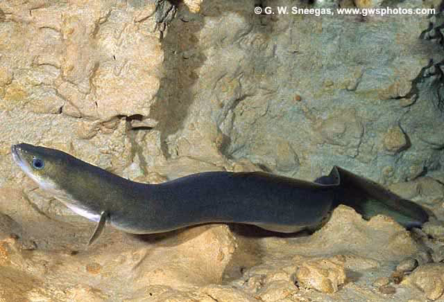 ¿Cómo se dice anguila?