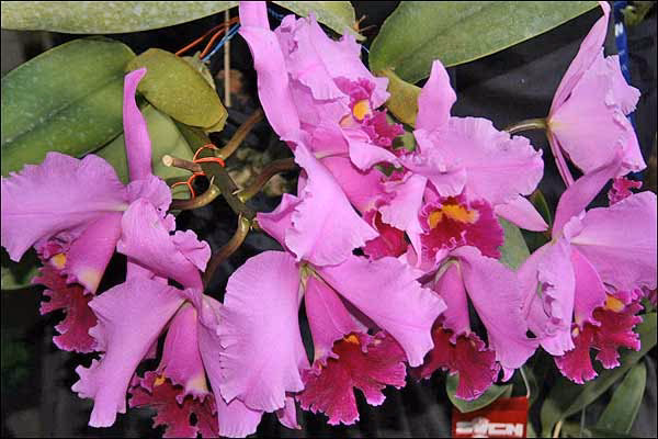 ¿Qué significa avido sinónimo?