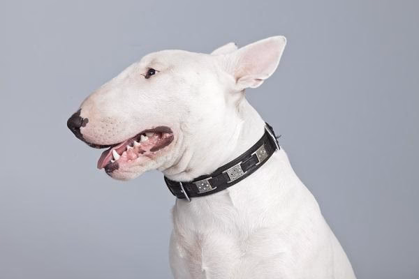 ¿Cómo puedo criar un bull terrier para que no sea agresivo?