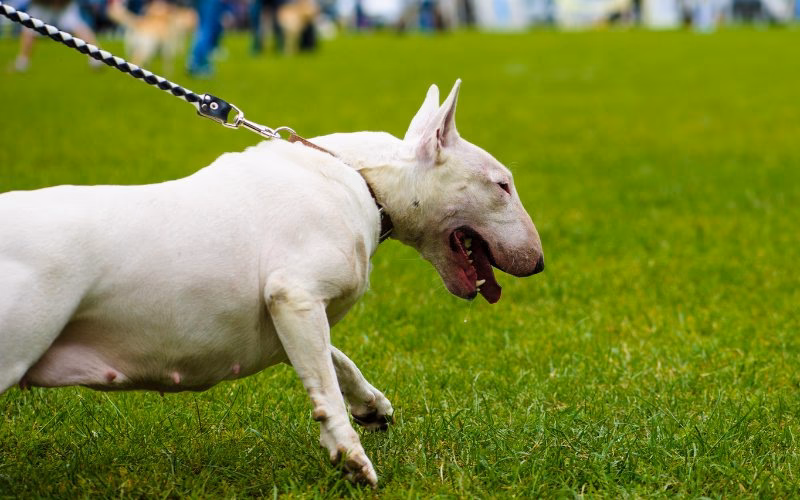 ¿A qué edad se calman los bull terrier ingleses?