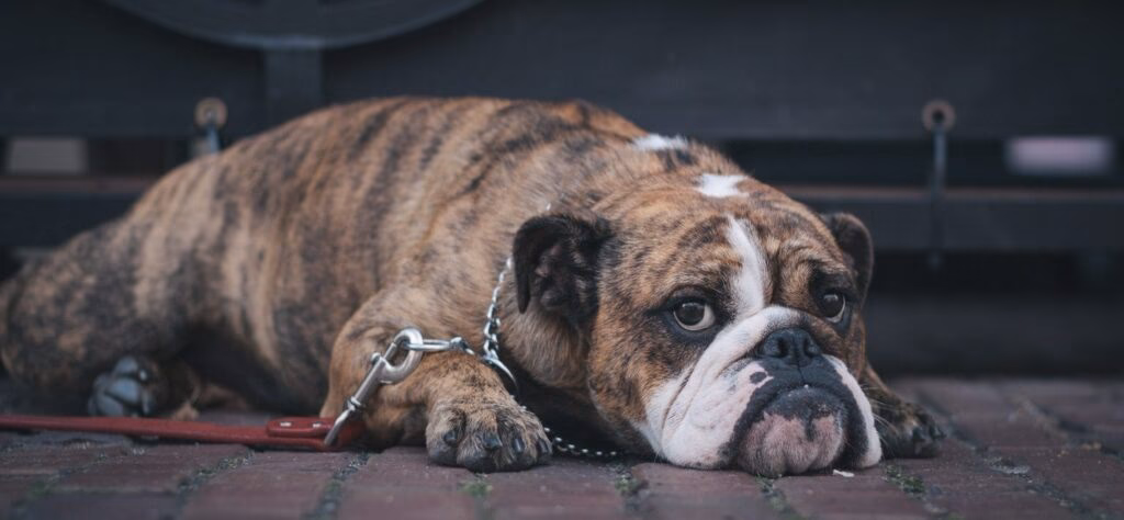 ¿Cuanto cuesta un bulldog atigrado?