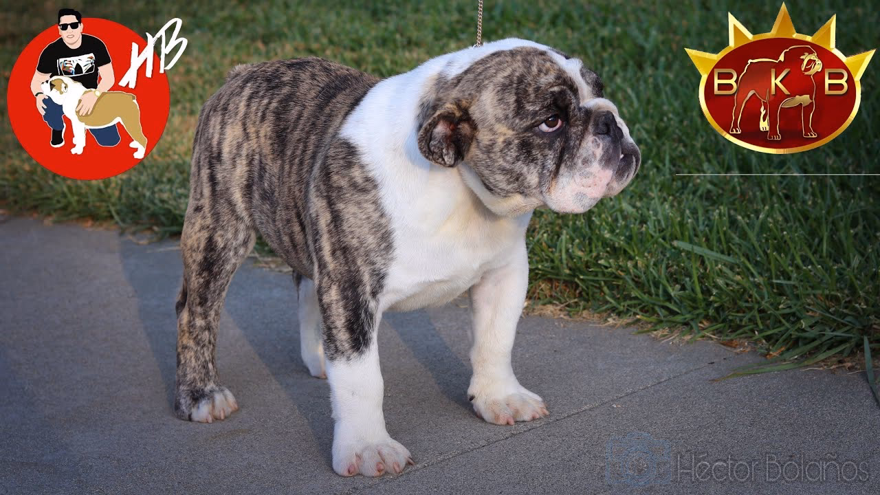 ¿Cuanto cuesta un bulldog atigrado?