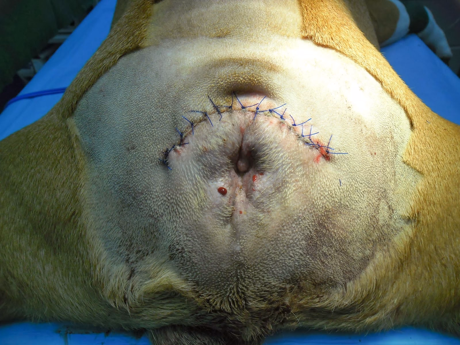 ¿Qué significa caudectomia?