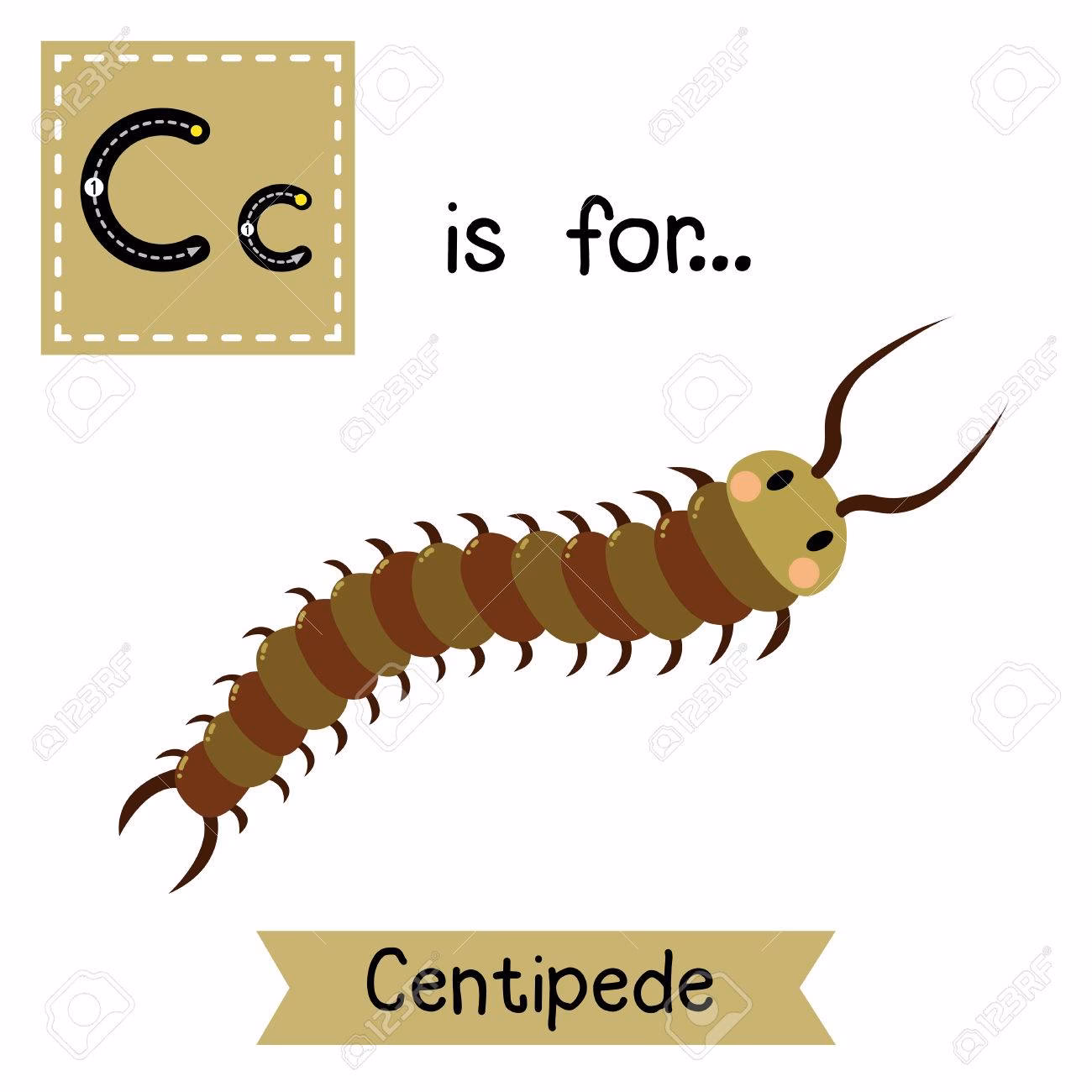 ¿Cómo se le llama al cienpies?