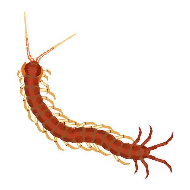 ¿Cómo se llaman los ciempiés en inglés?