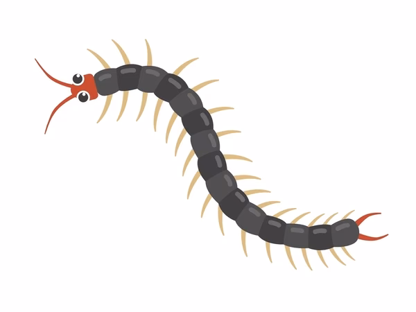 ¿Qué es un ciempiés en inglés?