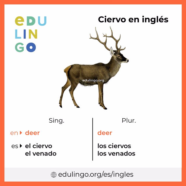 ¿Cómo ciervo en inglés?