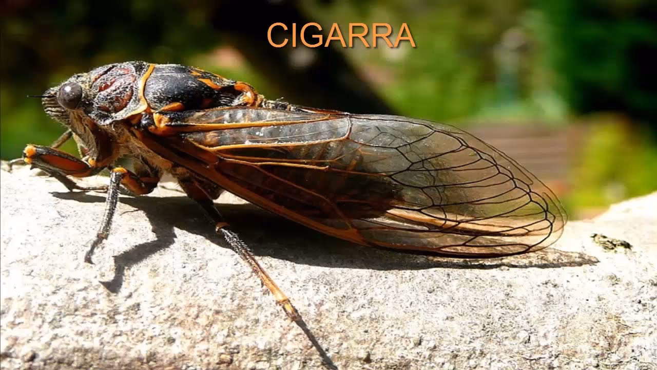 ¿Cómo se llaman las cigarras en inglés?