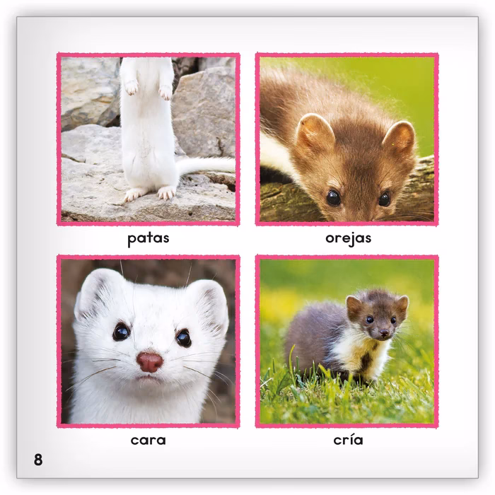 ¿Cómo se dice comadreja?