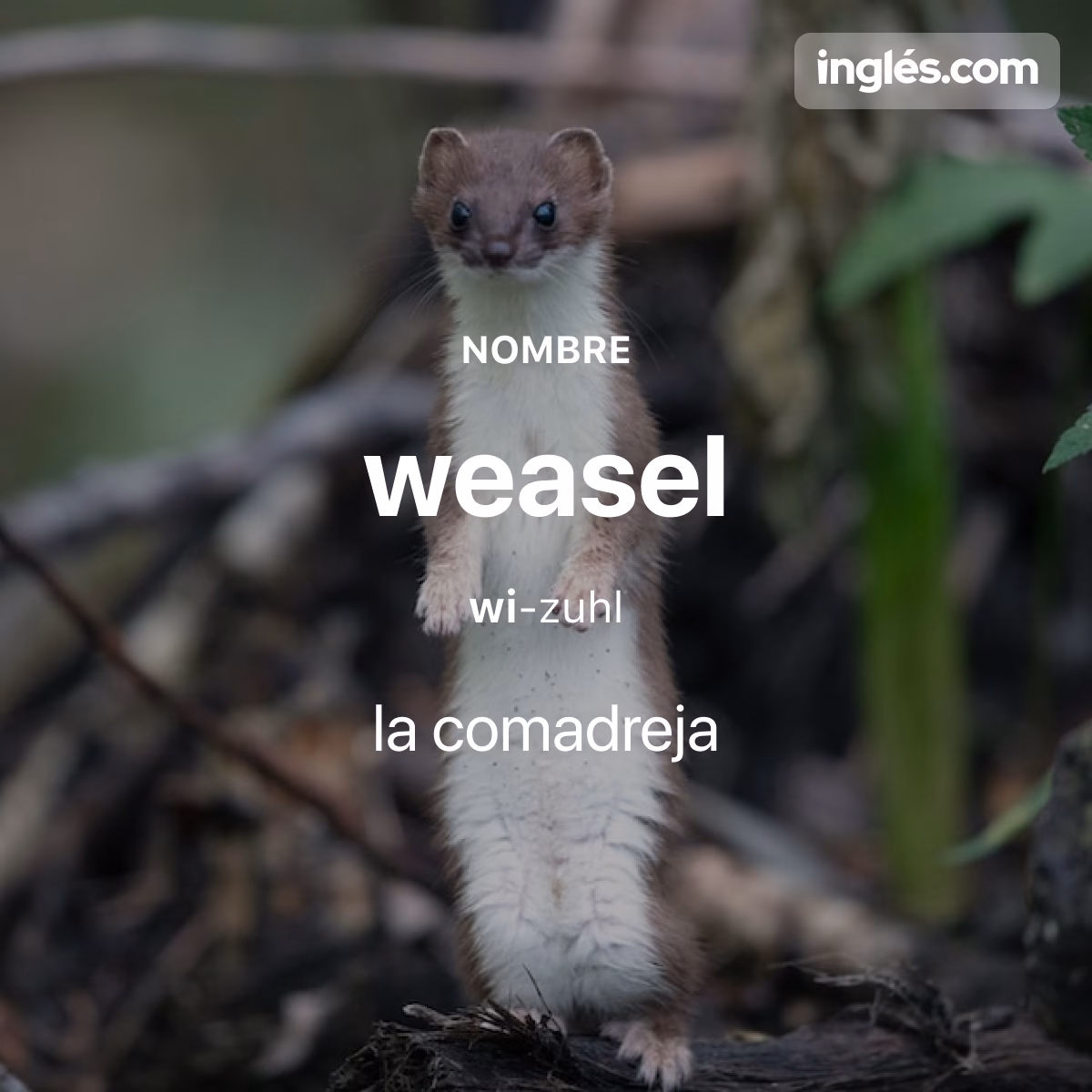 ¿Cómo se dice comadreja?