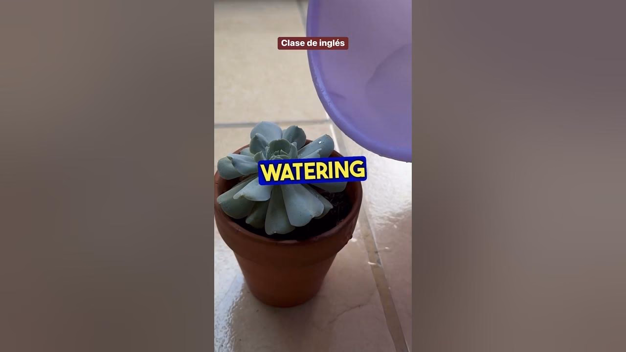 ¿Cómo se dice echar agua a las plantas?