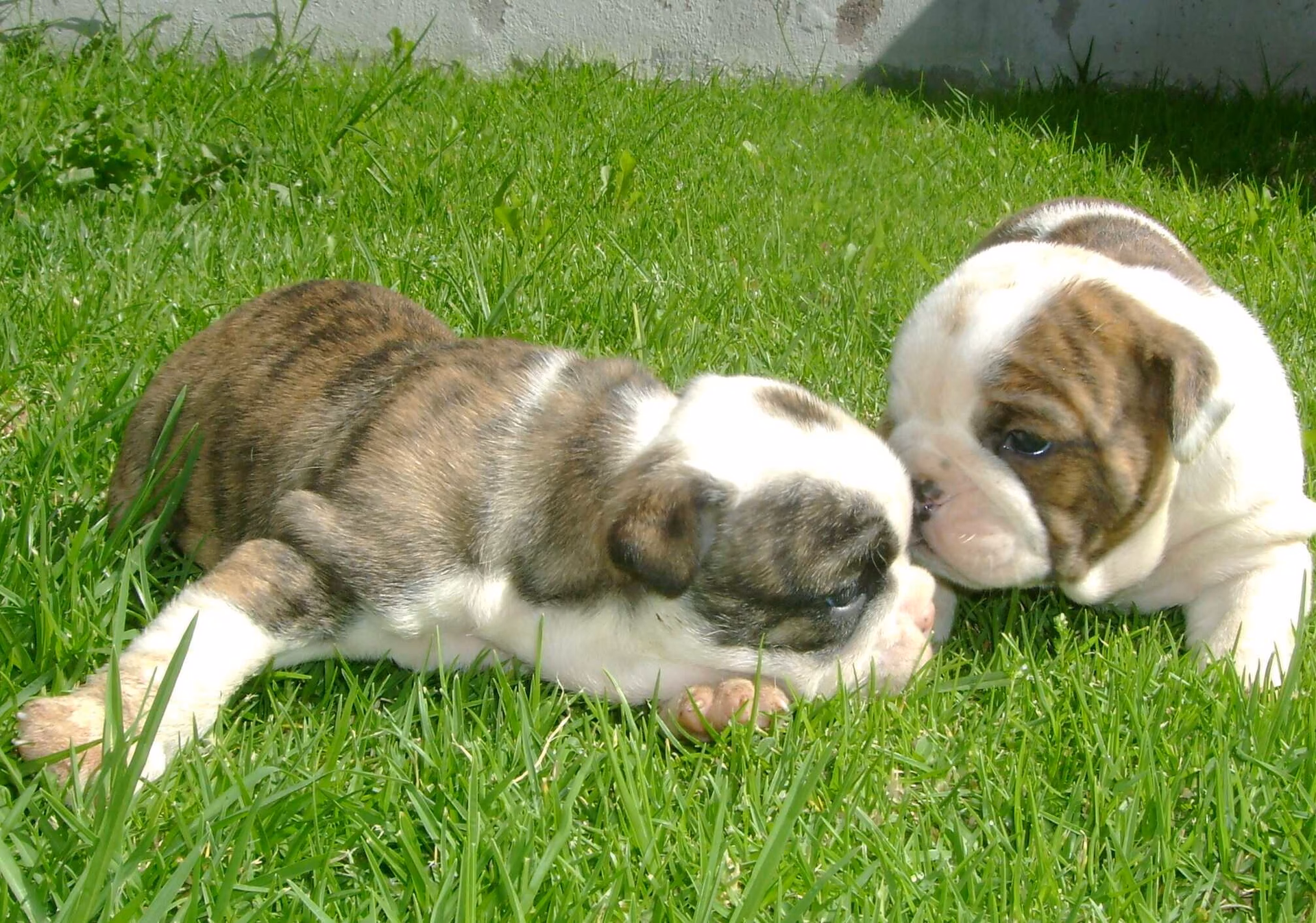 ¿Cuántas camadas puede tener un bulldog?