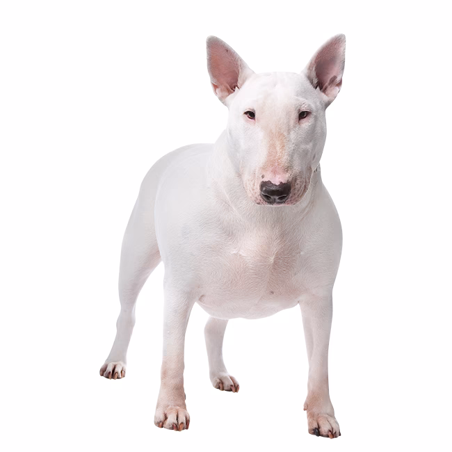 ¿Cuáles son los cuidados que necesita un Bull Terrier?