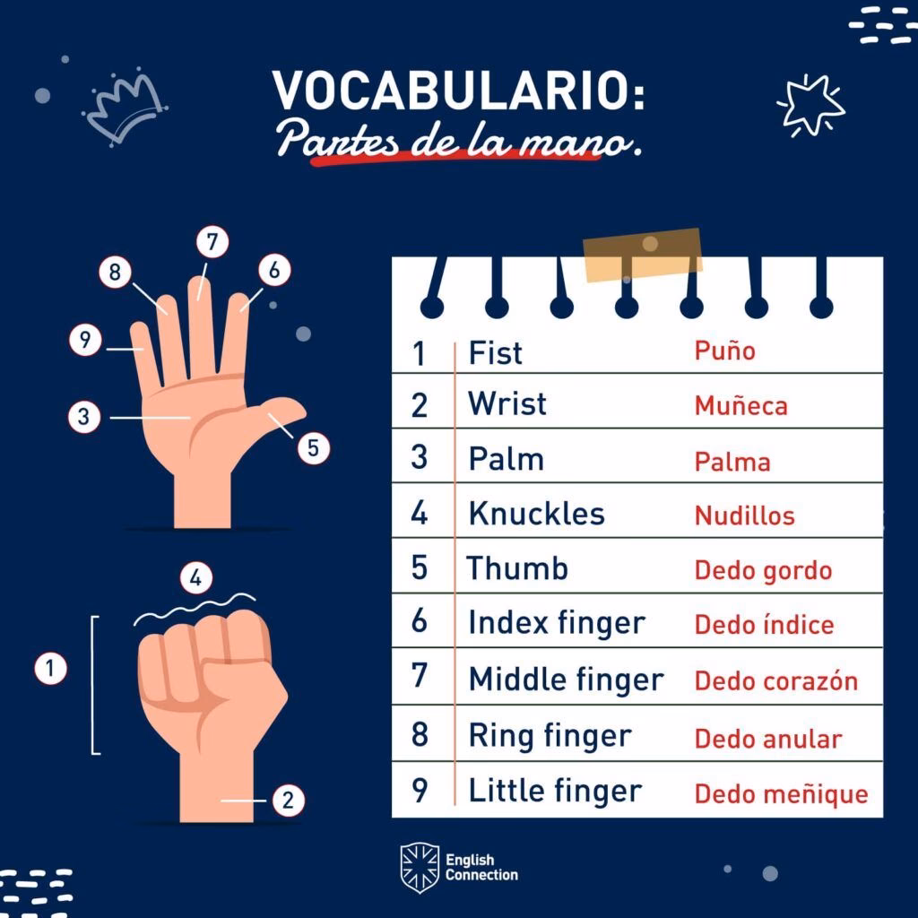 ¿Cómo se llaman los 5 dedos en inglés?