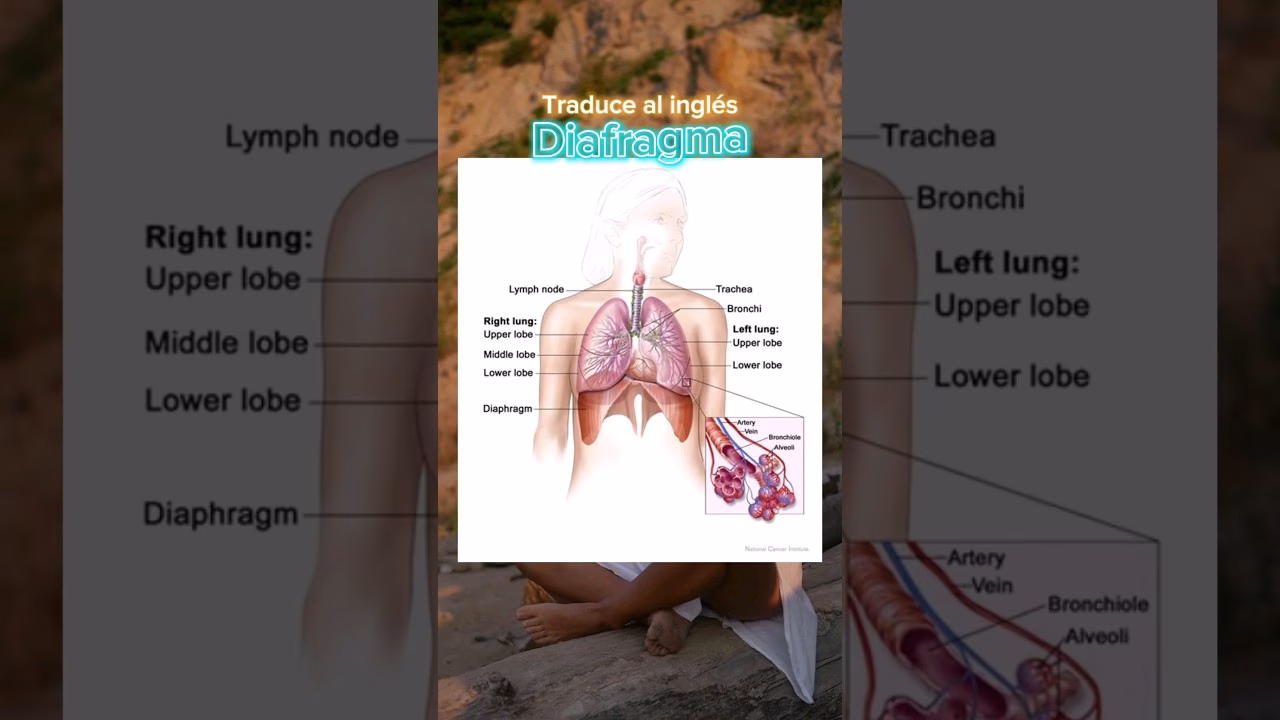¿Cómo se dice diafragma?