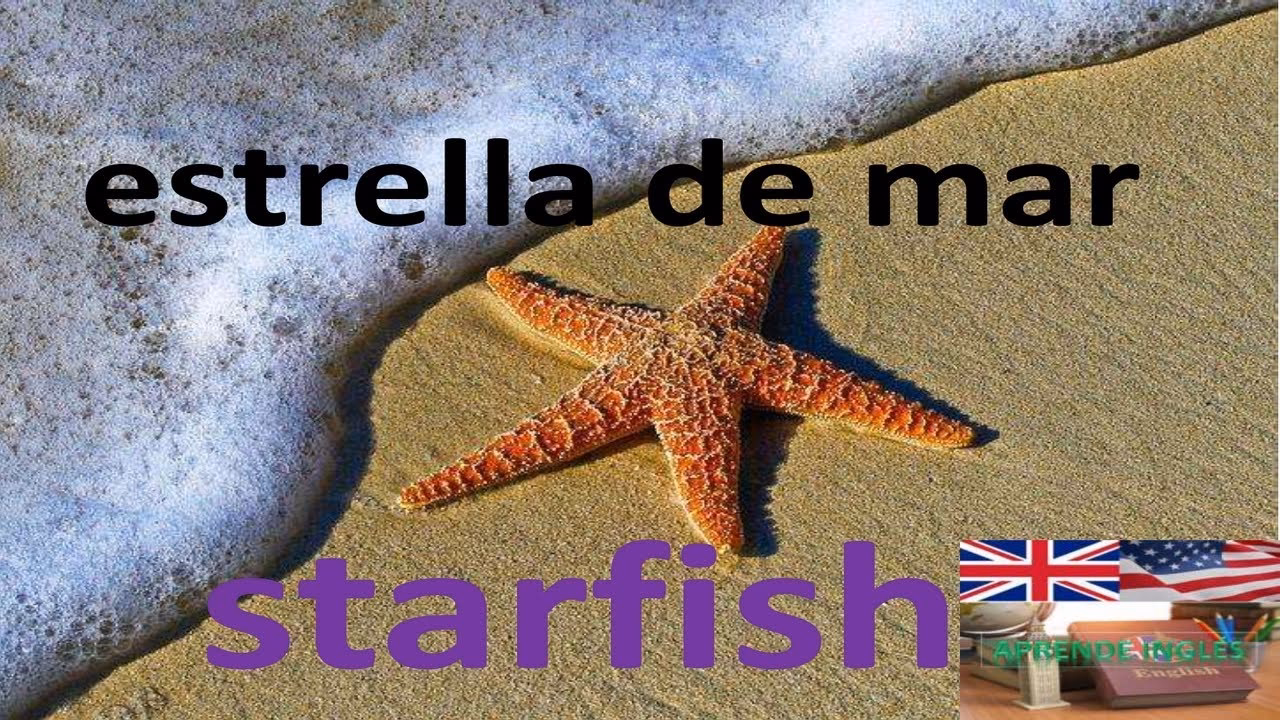 ¿Cuál es el nombre en inglés de la estrella de mar?
