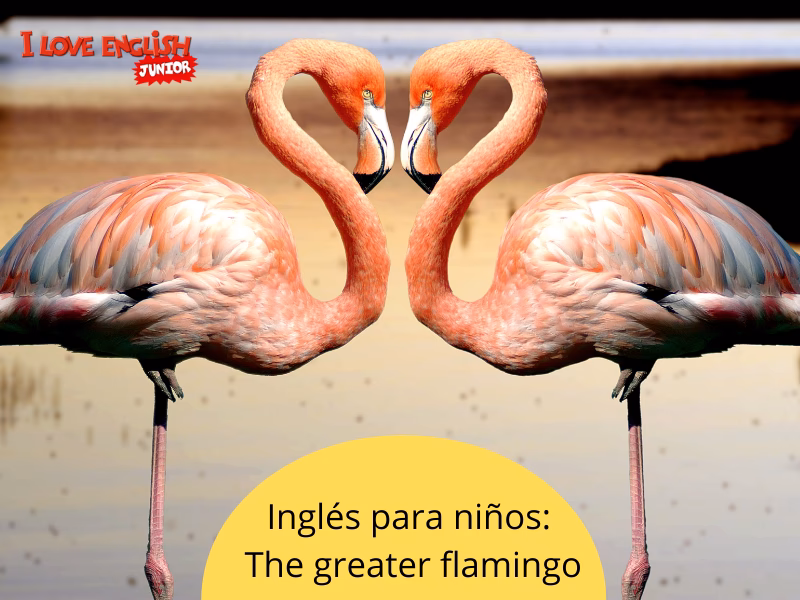 ¿Cómo se dice flamenco en inglés?