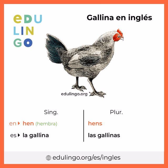 ¿Cómo se le dice gallina?