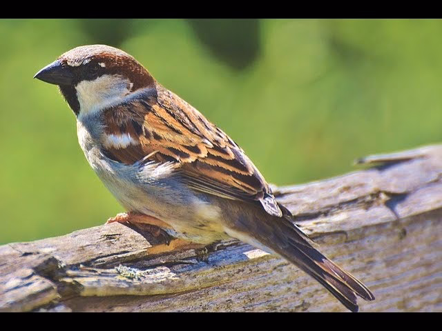 ¿Cómo se dice gorrión?