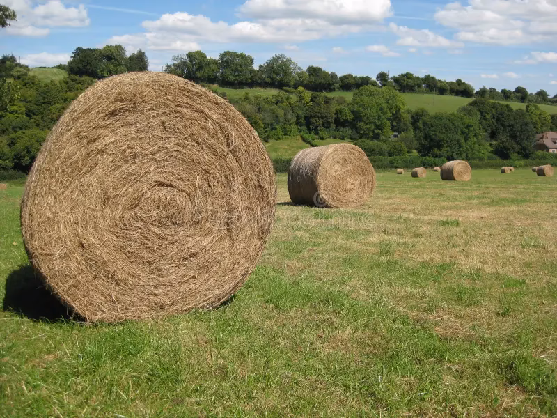 ¿Cómo se dice heno?