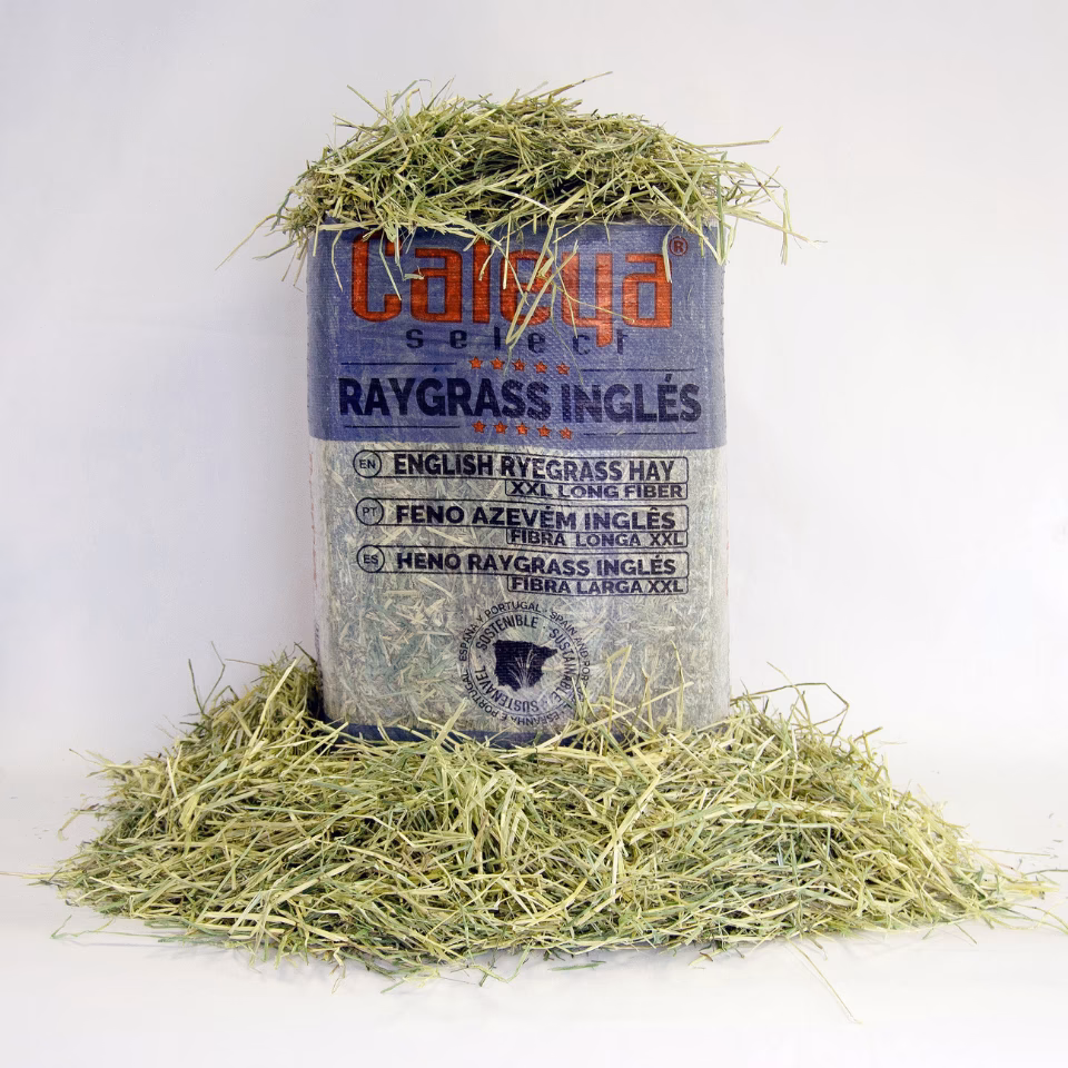 ¿Cómo se dice eno en inglés?