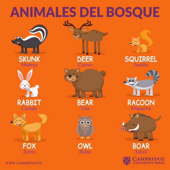 ¿Cómo se llaman los jabalíes en inglés?