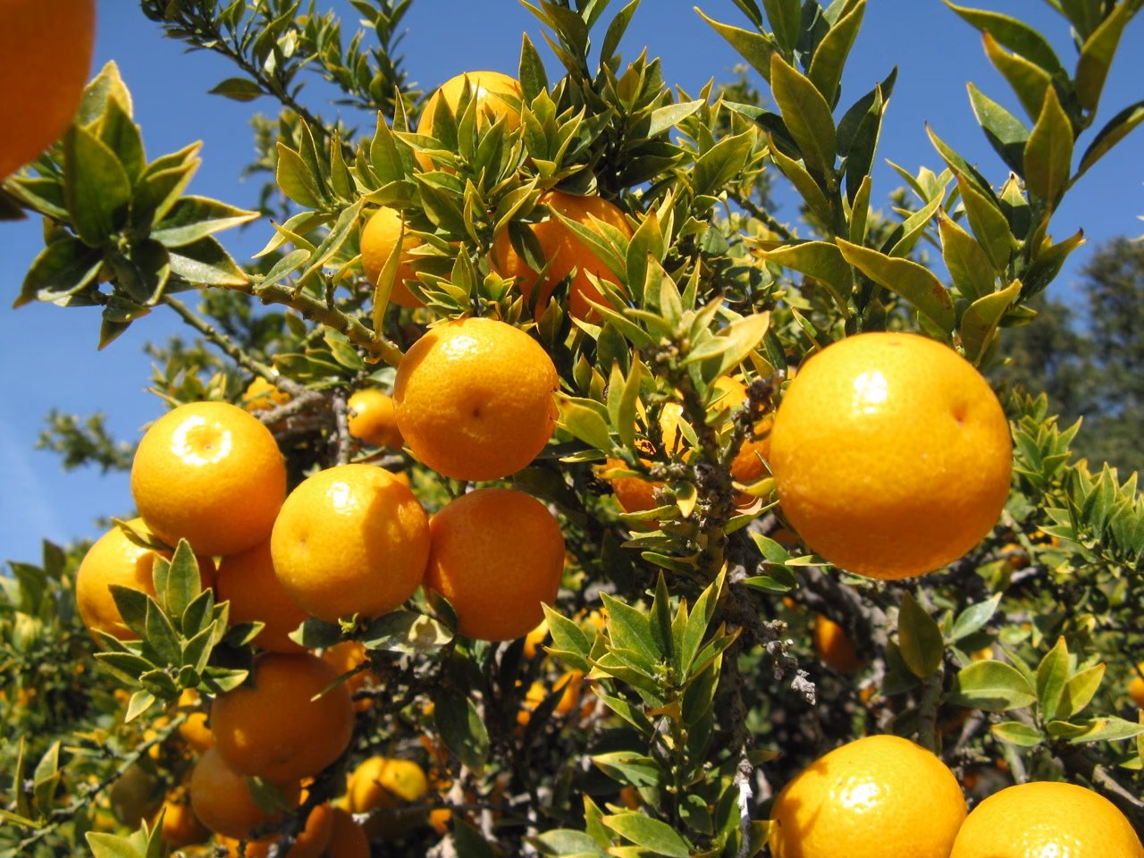 ¿Qué significa kinoto?