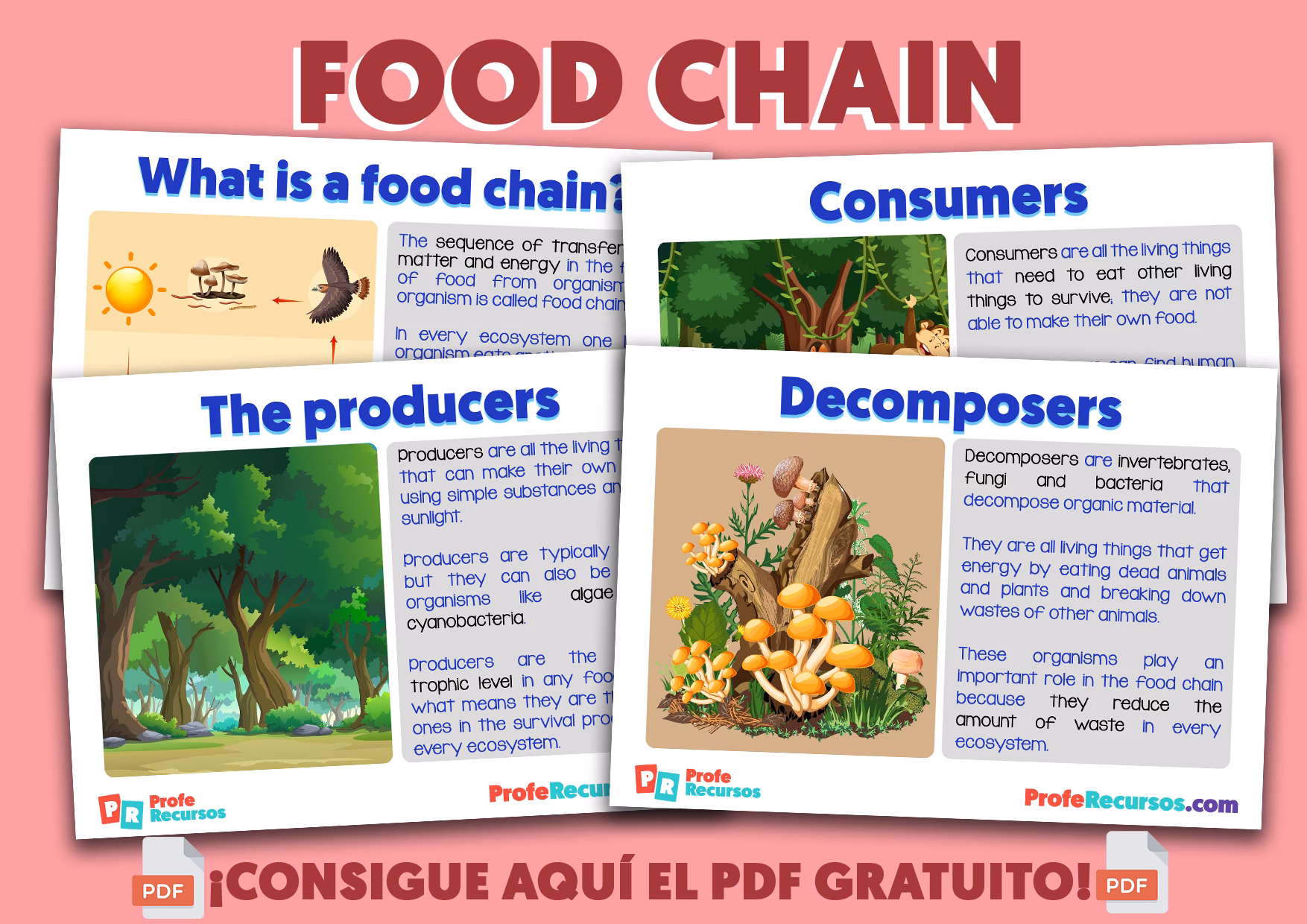 ¿Qué es la cadena alimenticia y cuáles son sus partes?