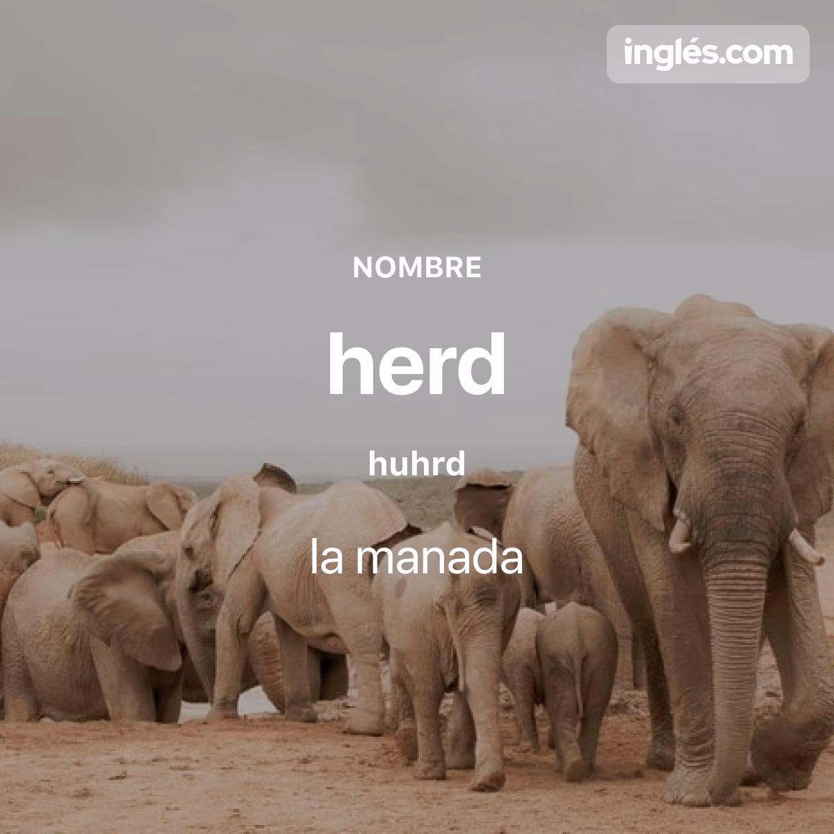 ¿Cómo se dice manada de lobos?