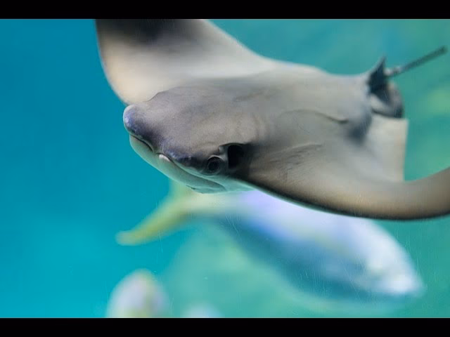 ¿Cómo se llaman las mantarraya en inglés?