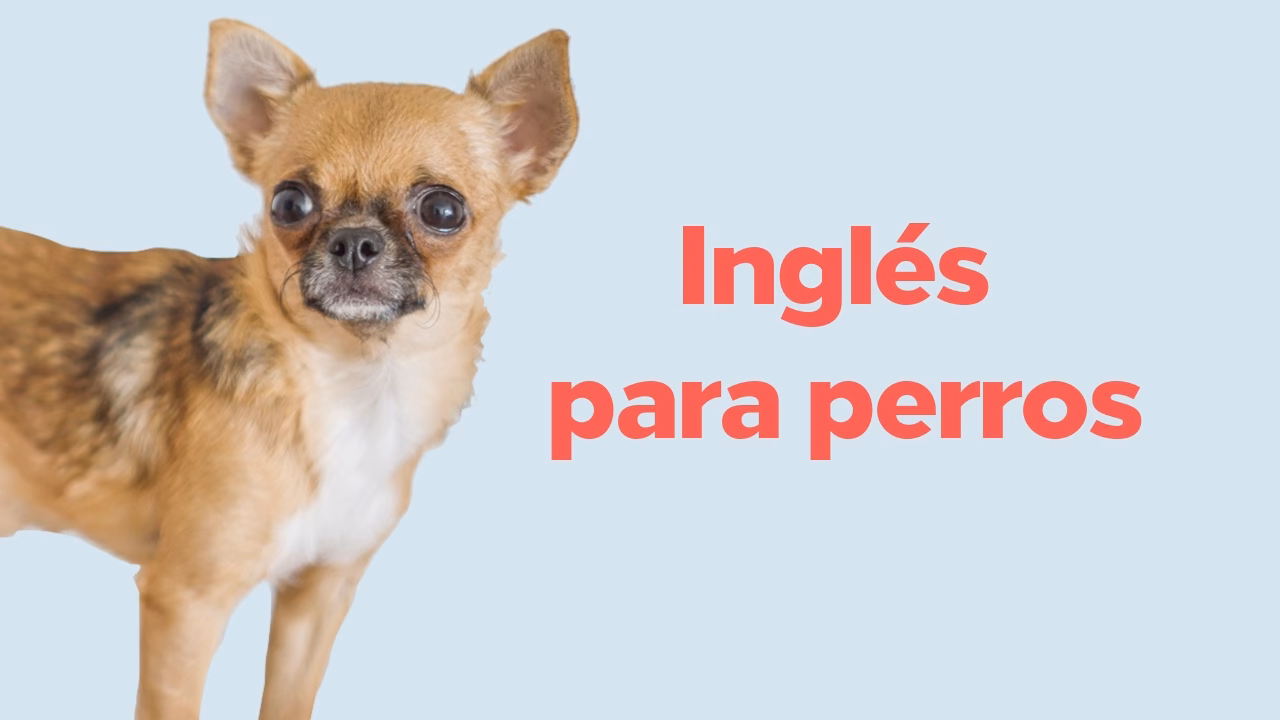 ¿Cómo referirse a una mascota en inglés?