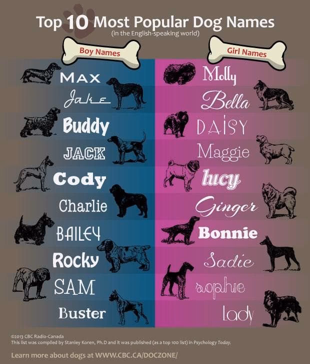 ¿Cuáles son 100 nombres para perros machos pequeños en inglés?