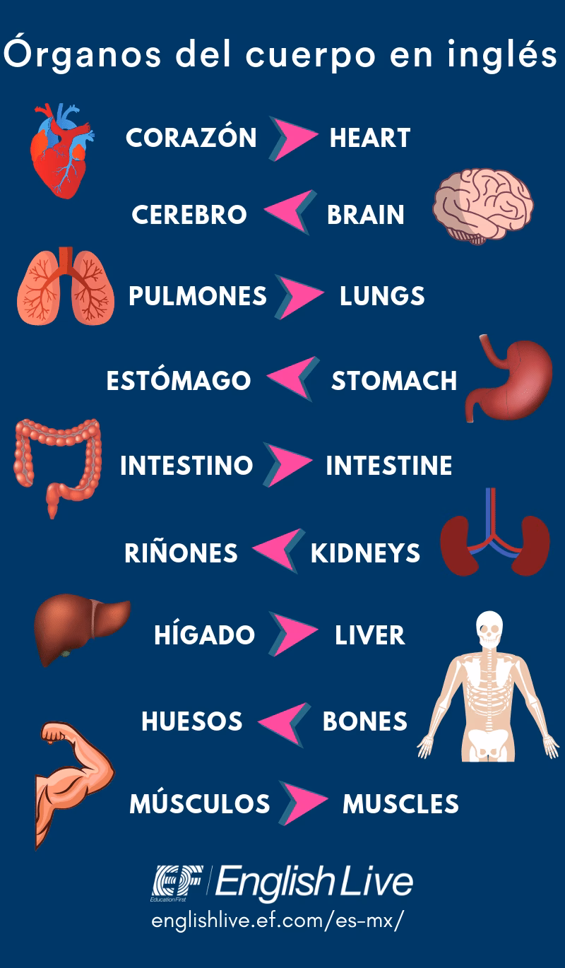 ¿Cómo se llaman los órganos en inglés?