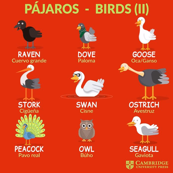 ¿Cómo se dice pájaro en inglés?