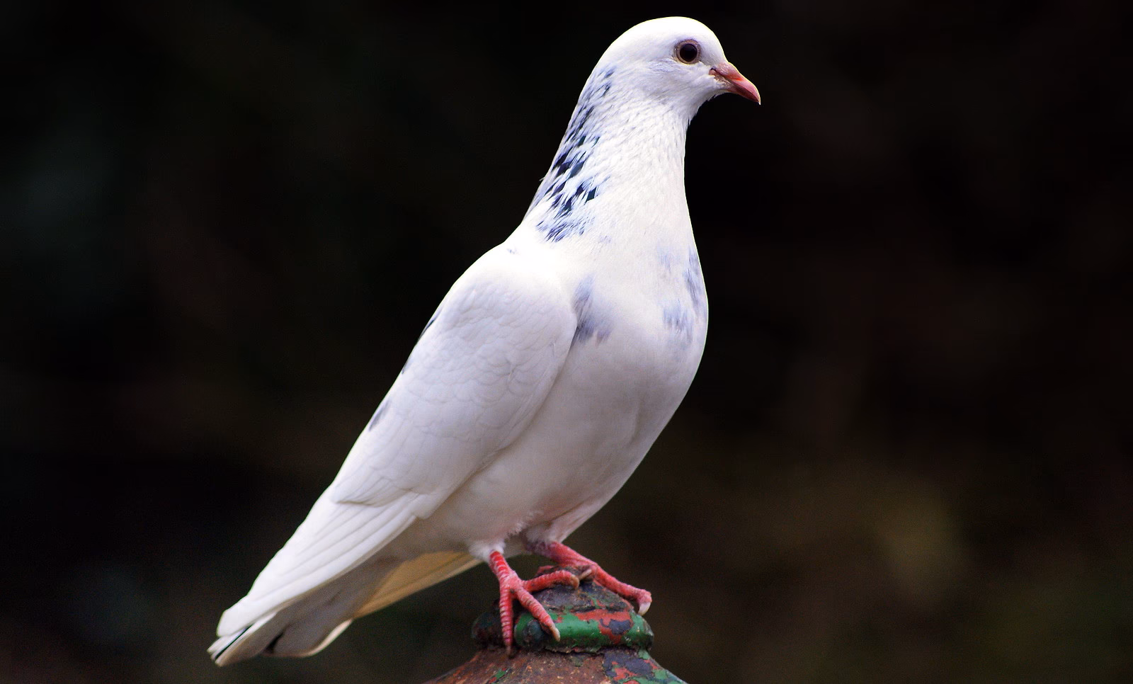 ¿Cómo se dice paloma en inglés?