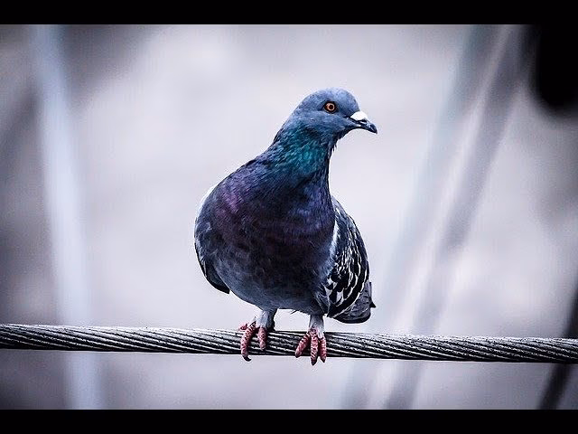 ¿Cómo se dice paloma en inglés?