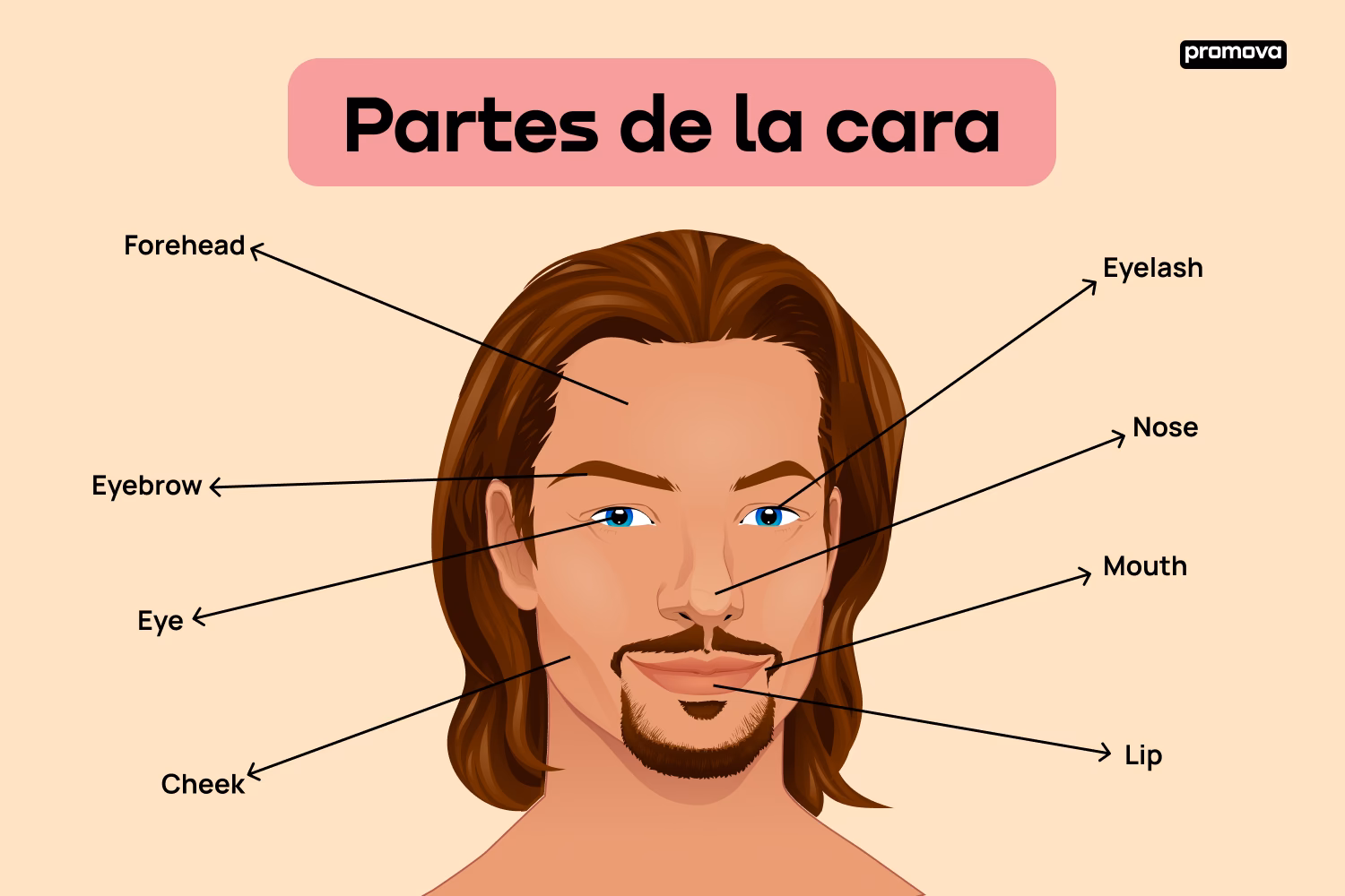 ¿Cómo se les dice a las partes del rostro?