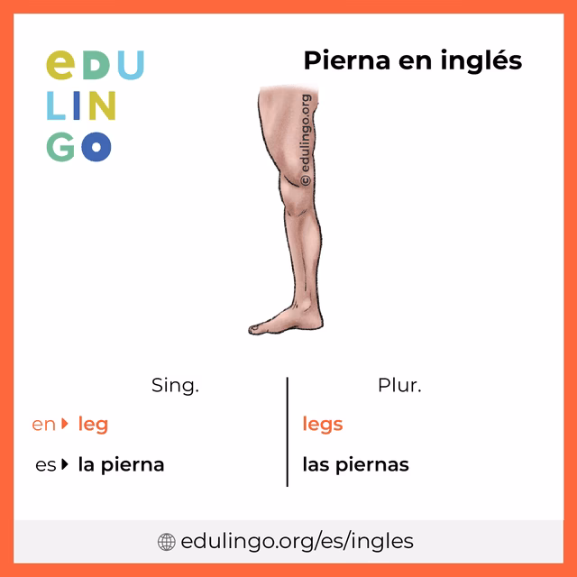 ¿Cómo se dice leg?