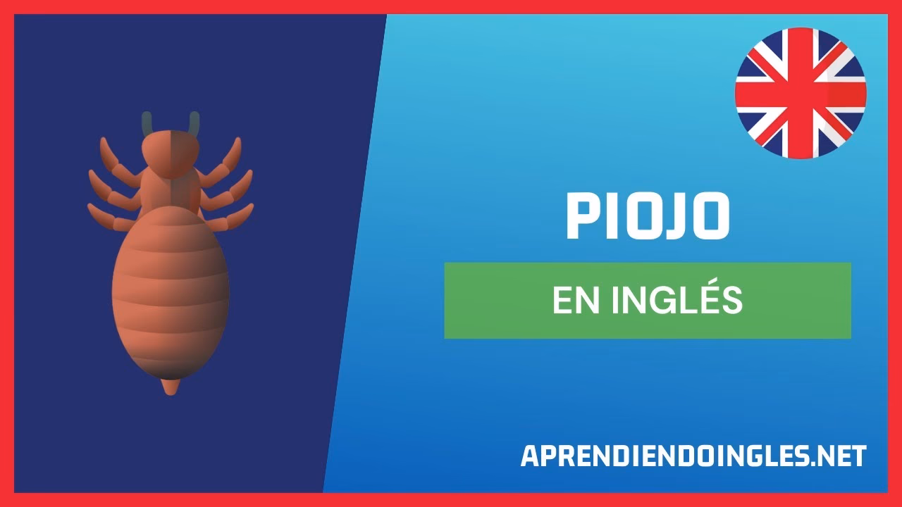 ¿Cómo se les dice a los piojos en inglés?