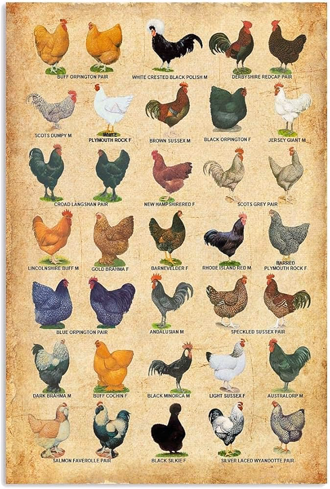 ¿Cómo se dice pollería?