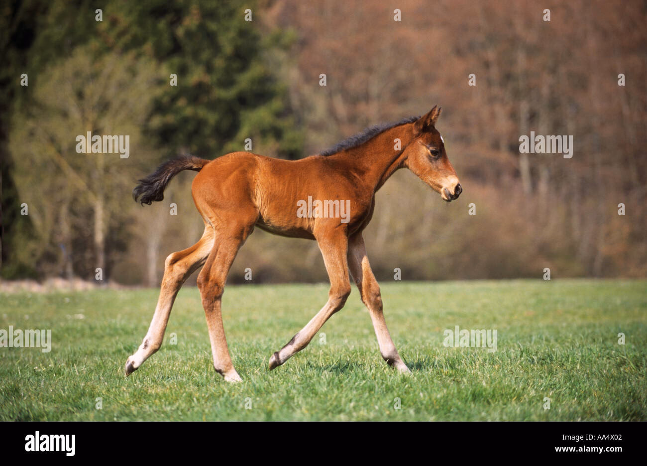 ¿Qué es potro en inglés?
