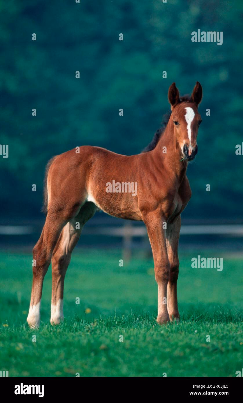 ¿Cómo se le dice a la cría del caballo en inglés?