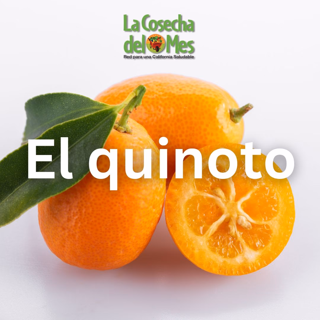 ¿Cómo se dice kinoto en inglés?