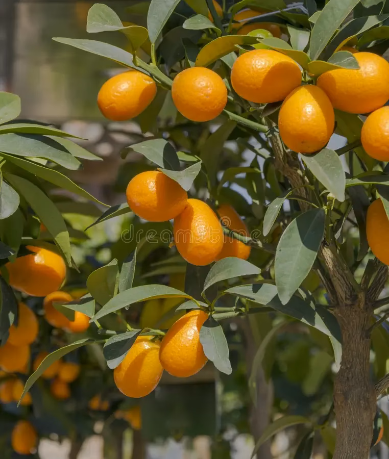 ¿Cómo se dice quinoto?