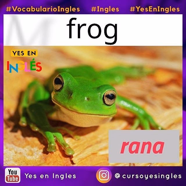 ¿Cómo se dice rana en inglés?