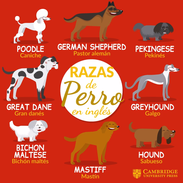 ¿Cómo se dice raza?