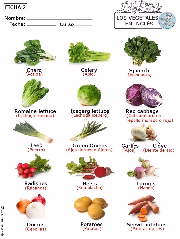 ¿Cómo se dice repollo en inglés?