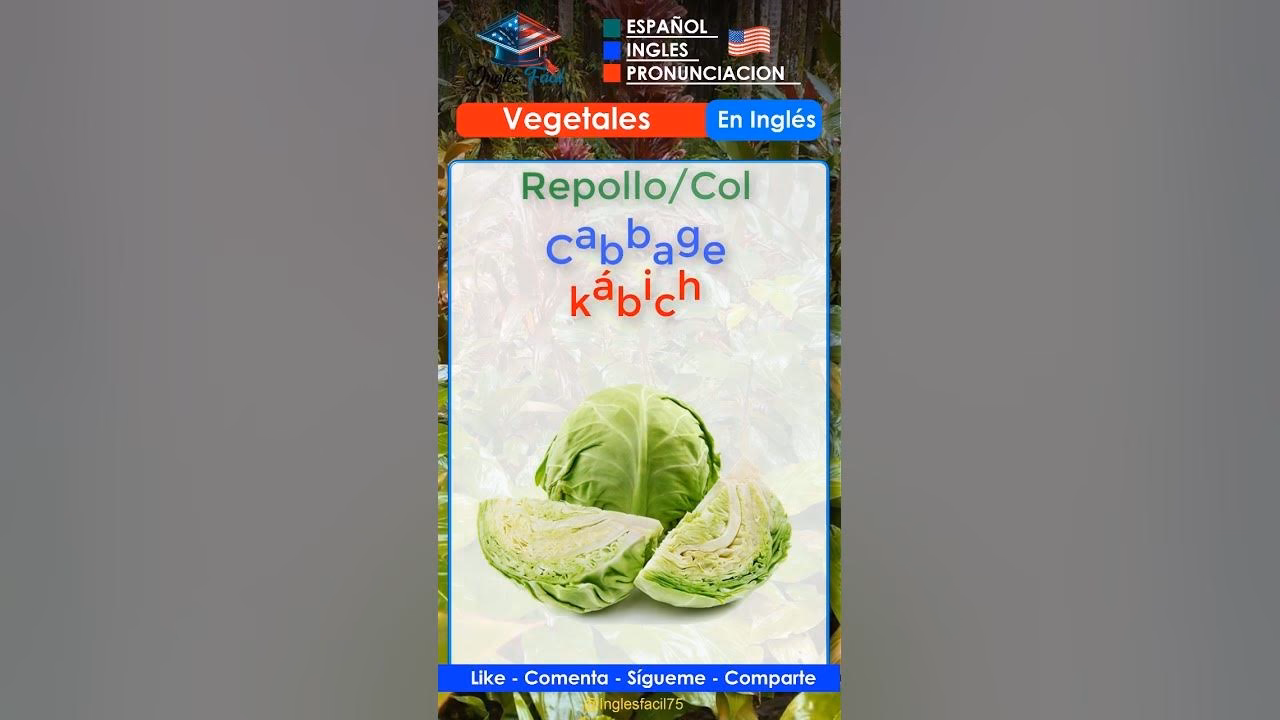 ¿Cómo se dice repollo en inglés?